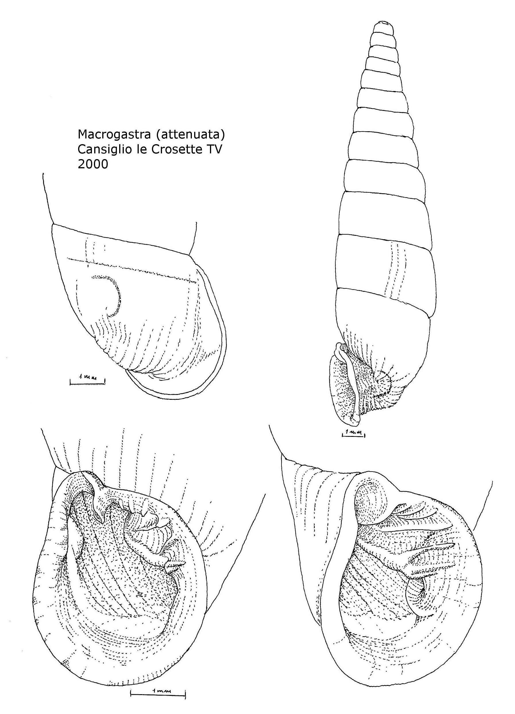 Macrogastra attenuata?